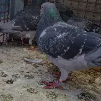 کفتر مسافتی