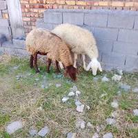 میش جوان