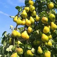 4هکتارباغ بهمراه وسوله،گلخانه،چاه،ساختمان واستخر