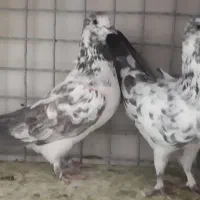 ۷ جفت کفتر پا جفتی یه جا