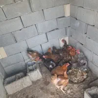 12 عدد مرغ تخم گذار سرحال