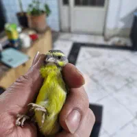 یاسمین ماده سهره قناری فنچ