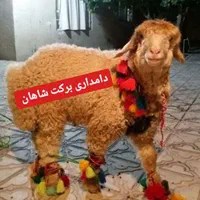دامداری برکت شاهان شعبه 1شهر ری تهران گوسفند زنده
