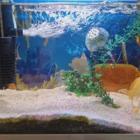 آکواریوم زیبا درباره دار برش شرکتی