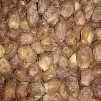 خرمای زاهدی