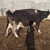 گاو گوشتی سمینتال