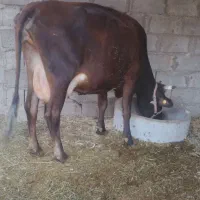 گاو گوساله جرسی شیر