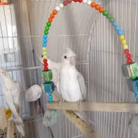 عروس هلندی البینو جوان