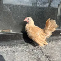 جوجه خروس سبرایت بوف