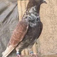 کبوتر پرشی|پرنده|فاضل آباد, |دیوار