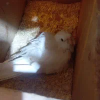 عروس هلندی مولد لوتینو و البینو روی تخم و جوجه|پرنده|زابل, |دیوار