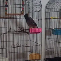 مرغ مینا سخن گو پر کلام