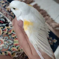 قناری سفید ماده هم قرچک هم پیروزی مترو ابن سینا|پرنده|قرچک, مهدیه|دیوار