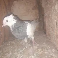 جوجه مغلف طوقی