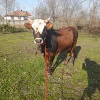 ورزا کوله چالوسی