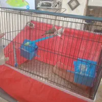 ۴ عدد فنج|پرنده|قرچک, پویینک|دیوار