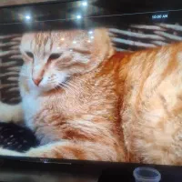 گربه خونگی پیدا کردم