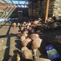 قل محلی|حیوانات مزرعه|مریوان, |دیوار