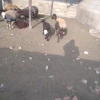 یک عددگوسفندبره داربره ماده|حیوانات مزرعه|بندر ترکمن, |دیوار