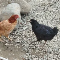 مرغ و خروس محلی