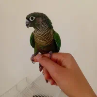 گیرینچیک دستی با قفس بزرگ