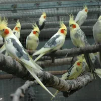 طوطی عروس پیدا شده