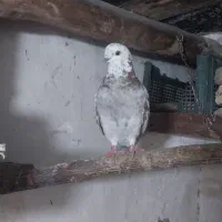 کفتر