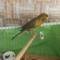 قناری نر رسمی بلند|پرنده|قزوین, |دیوار