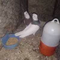 تعدادی کبوتر