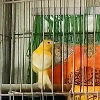 قناری نر بخون آماده جف گیری سرحال سالم|پرنده|مشگین شهر, |دیوار