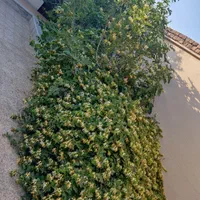 خونه باغ شیک