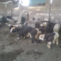 بره|حیوانات مزرعه|ایذه, |دیوار