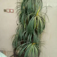 درختچه ۸۵۰ تومن|گل مصنوعی|دزفول, |دیوار