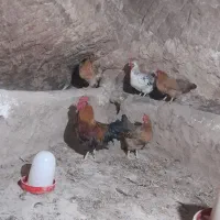 مرغ و خروس محلی|حیوانات مزرعه|چورزق, |دیوار