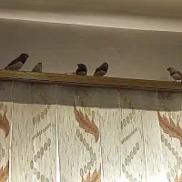 8عدد فنچ زبرا نر و ماده|پرنده|بجنورد, |دیوار