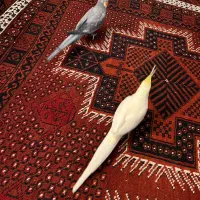 عروس هلندی