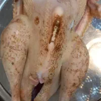 بوقلمون محلی