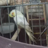 جفت عروس هلندی به همراه قفس و وسایل|پرنده|تهران, تختی|دیوار