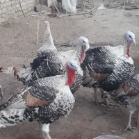 ماده بقلمون محلی