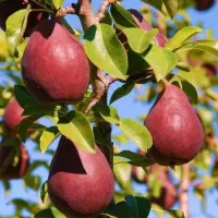 تولید ارقام دیرگل و زود بازده و تضمینی|خدمات باغبانی و درختکاری|تاکستان, |دیوار