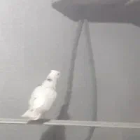 کبوتر سفید پرپری طوقی