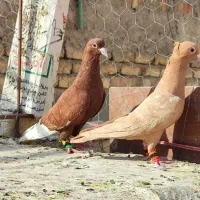 دوتا نر عتیقه کفتر