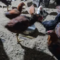 مرغ خروس لاری گلین|حیوانات مزرعه|هشتگرد, شهرک ایران خودرو|دیوار