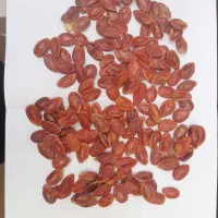 تخمه درجه یک|عمده‌فروشی|کرج, حصارک بالا|دیوار