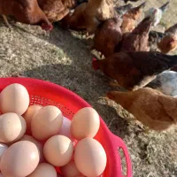 تخم مرغ ارگانیک خانگی دونه ای ۹ تومان|خوردنی و آشامیدنی|گلپایگان, |دیوار