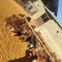 فروش کهره قوری درجه یک