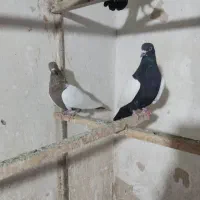 کفتر رنگی سینه سیاه سینه مشکی پشتدارتهرانی کله دم