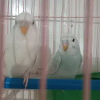 یک جفت مرغ عشق