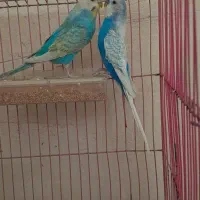 جفت مرغ عشق
