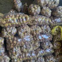 سیب زمینی بامبا صادراتی